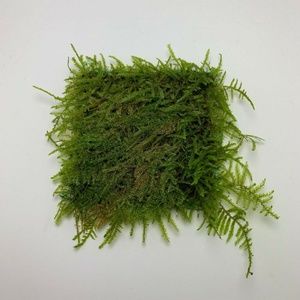 Peacock Moss 3″ x 3″ Mat Aquarium Plants Moss